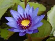 Realistic Violet Water Lily